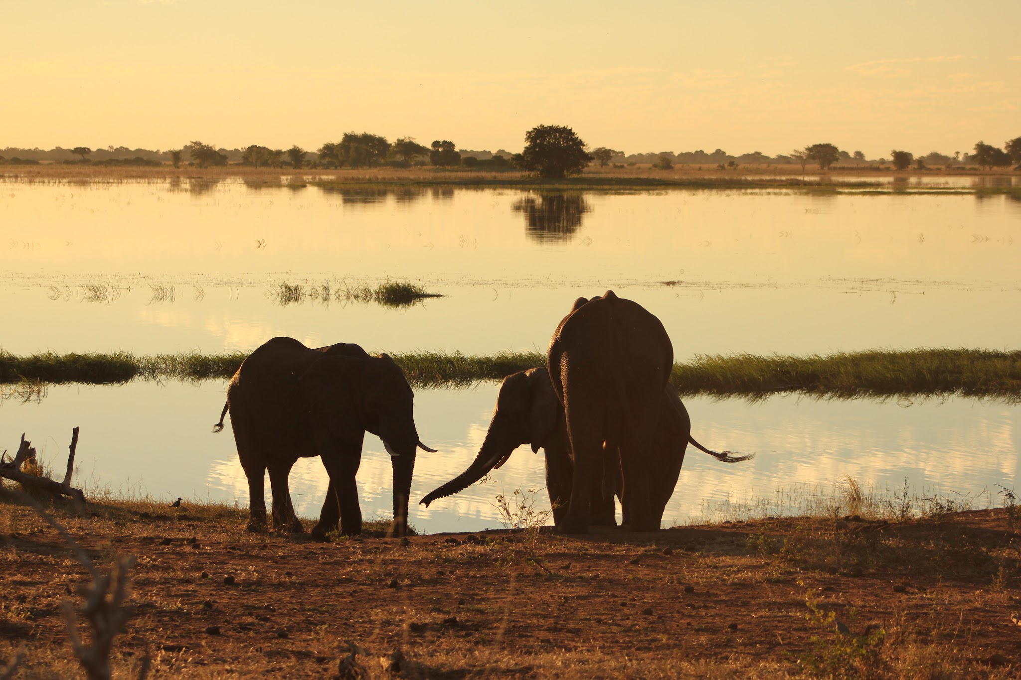 Chobe National Park