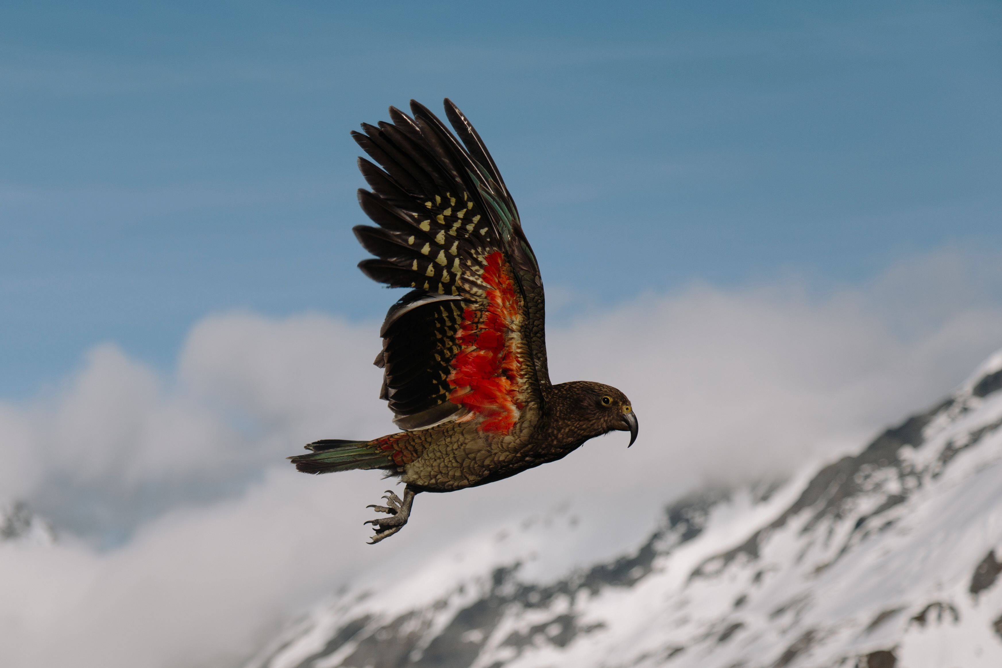 Kea Mt Aspiring