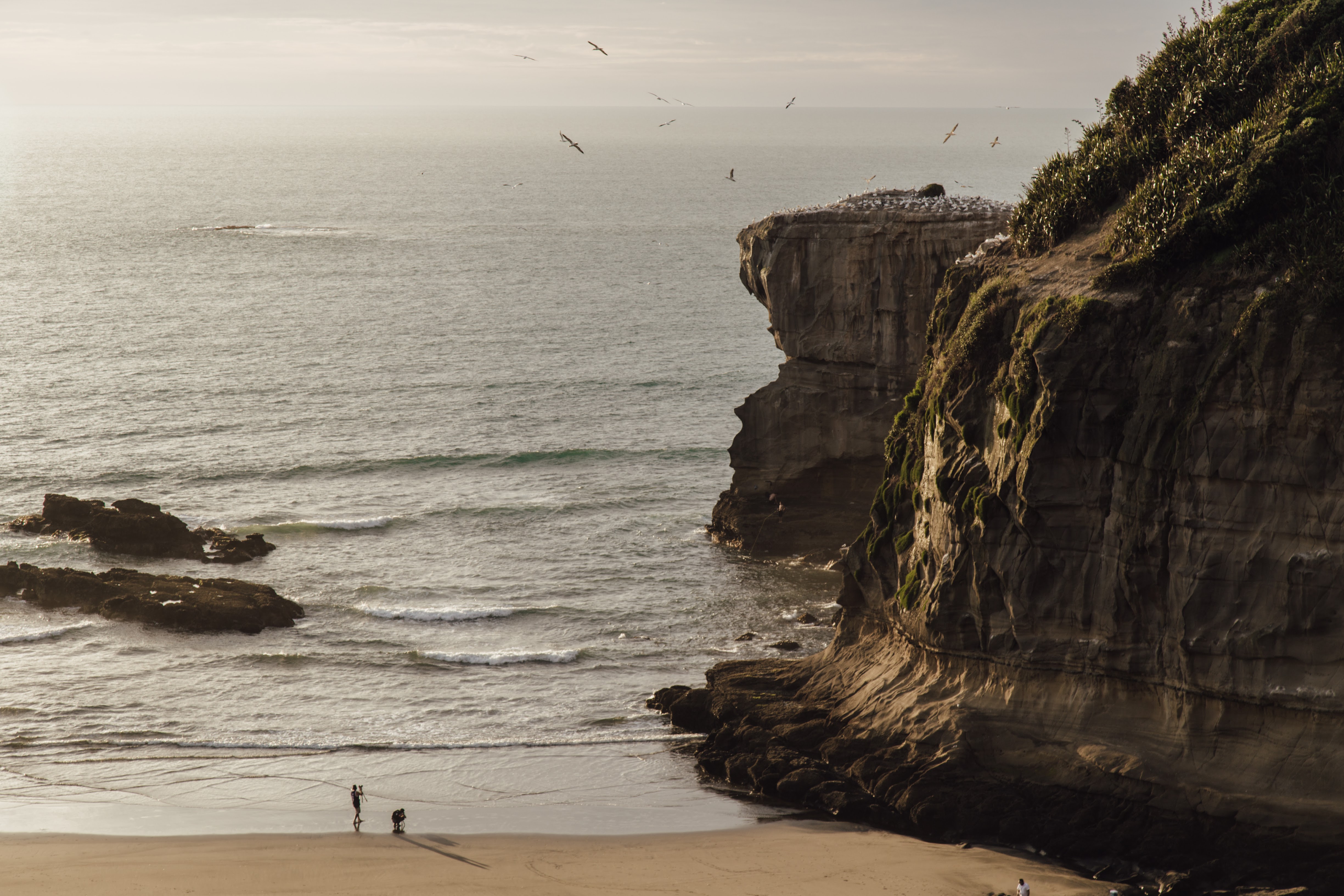 Muriwai West Auckland Coast